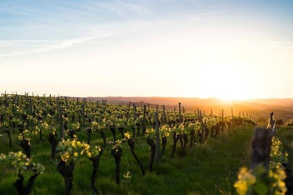 Fête des Vendanges à Reims : Plongée Dans la Tradition Champenoise